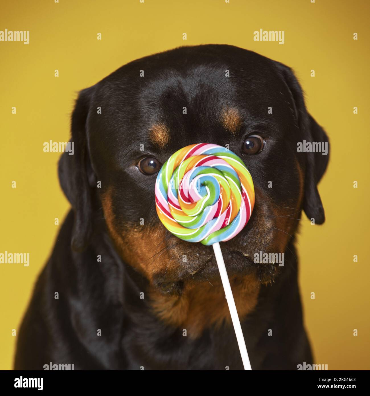 Rottweiler with lollipops Stock Photo - Alamy