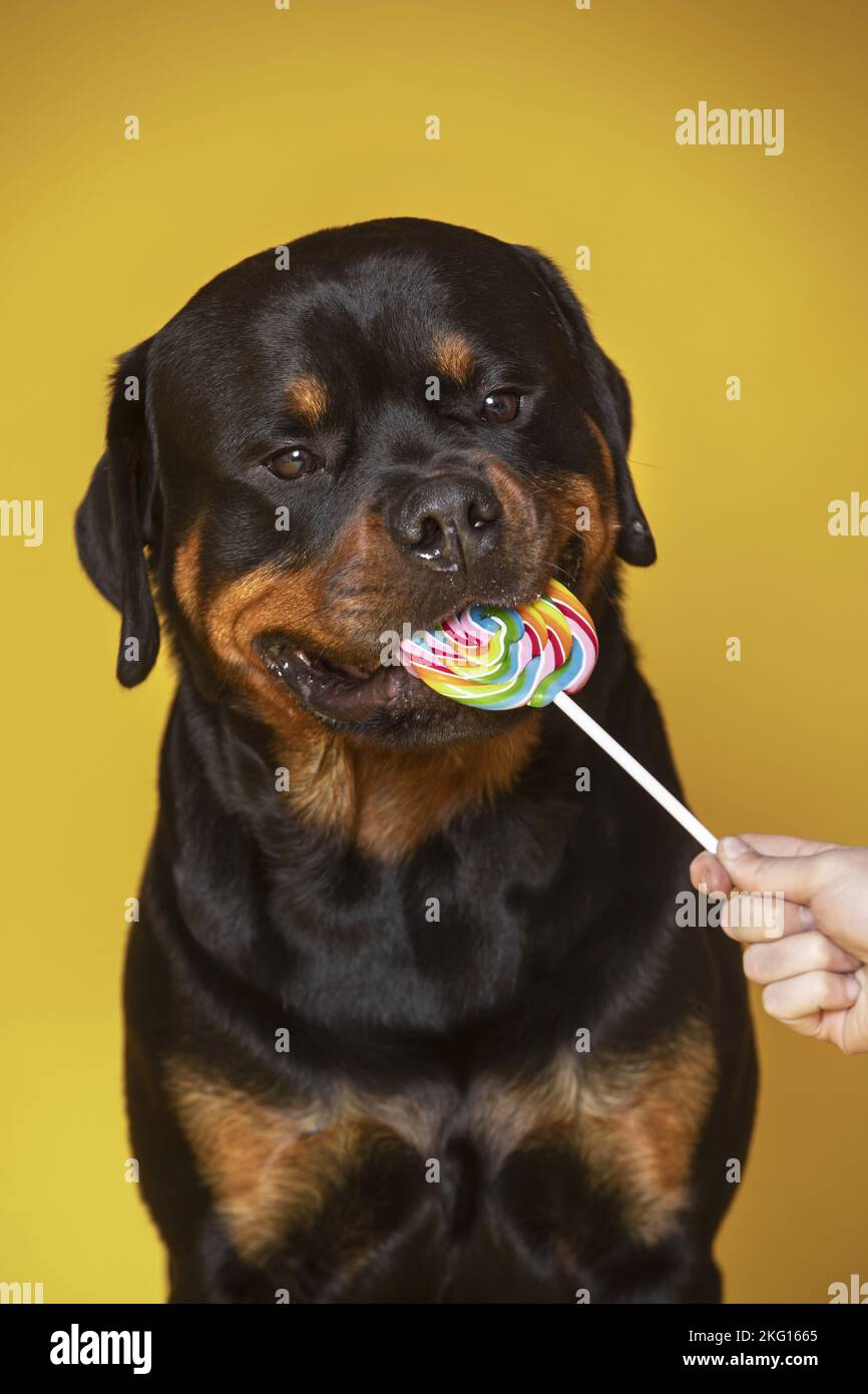 Rottweiler with lollipops Stock Photo - Alamy