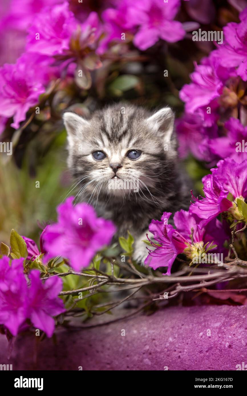 British shorthair kitten between flowers Stock Photo