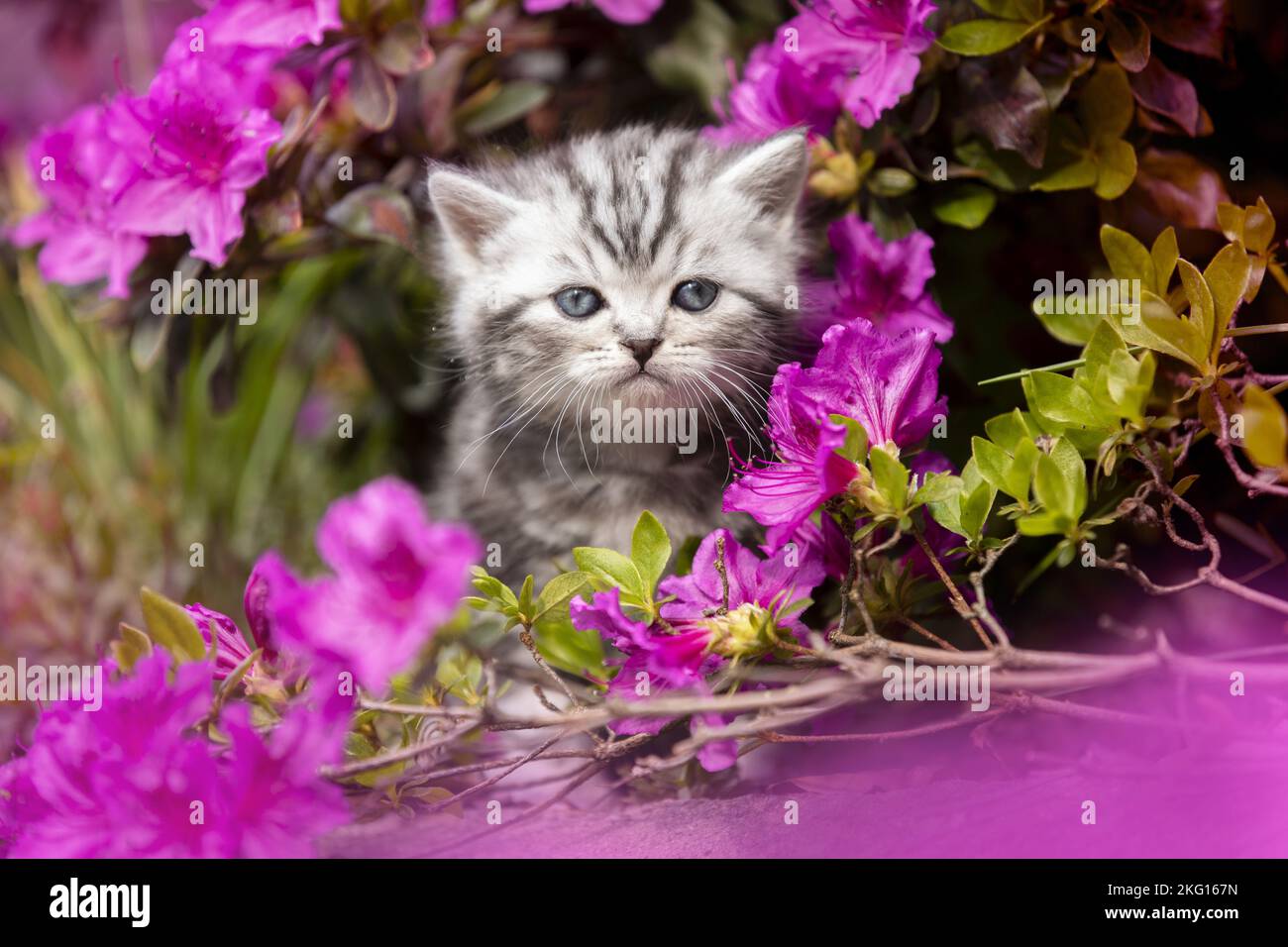 British shorthair kitten between flowers Stock Photo