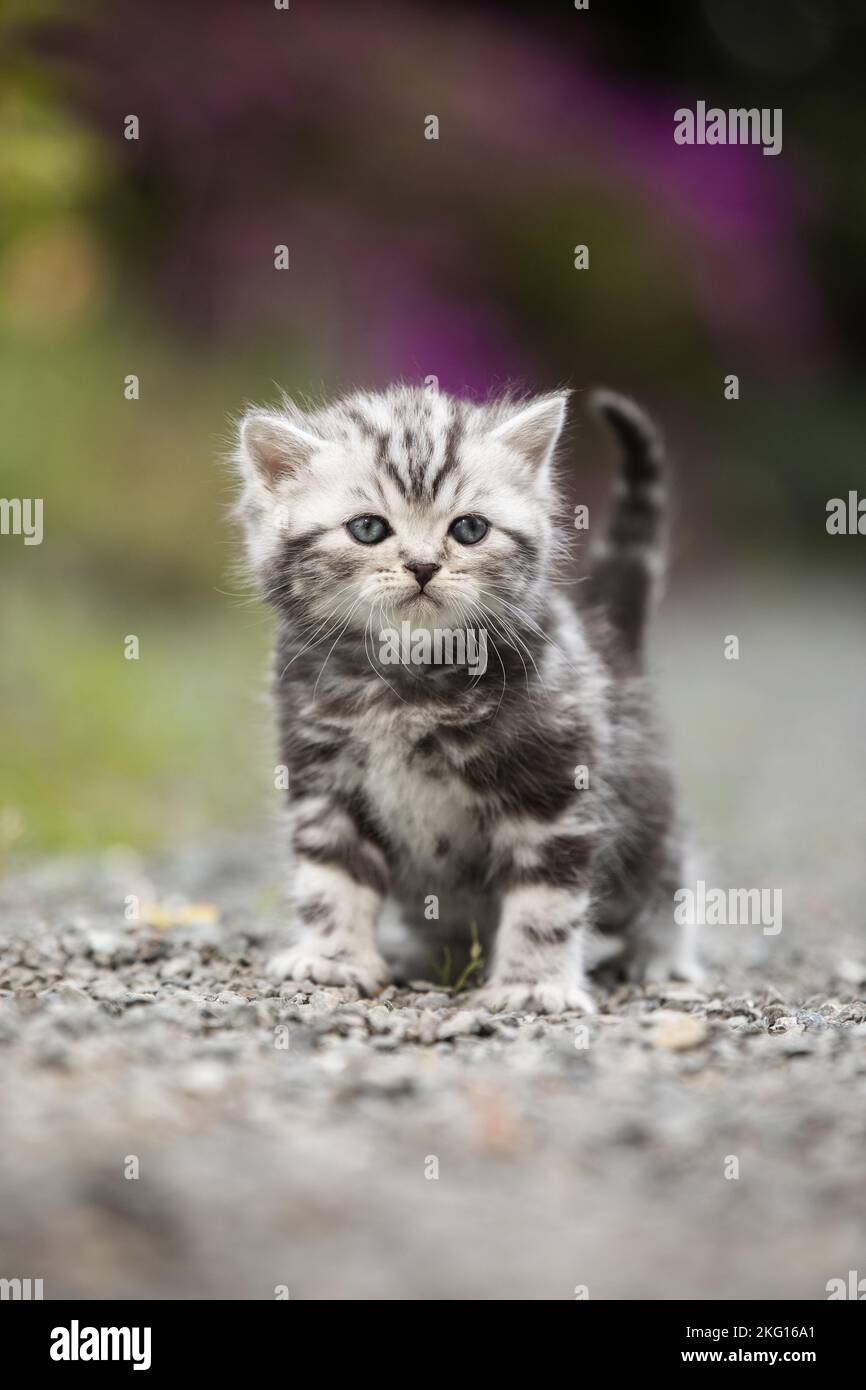 standing British Shorthair Kitten Stock Photo