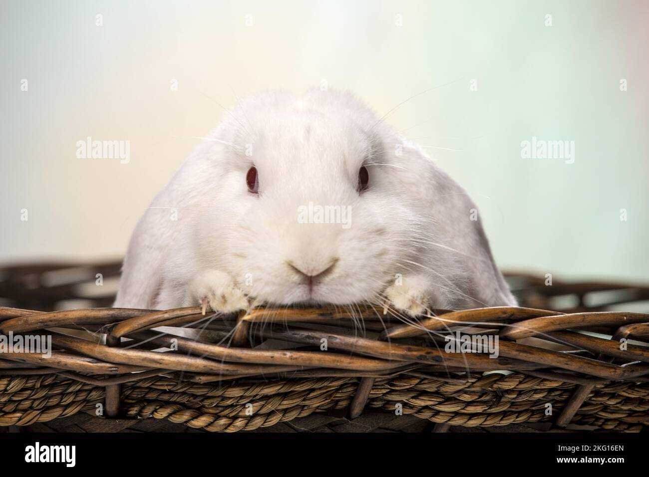 white Lop Rabbit Stock Photo