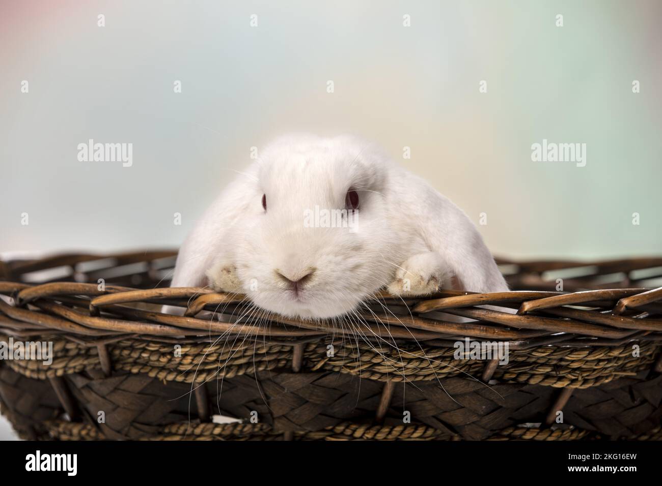 white Lop Rabbit Stock Photo - Alamy