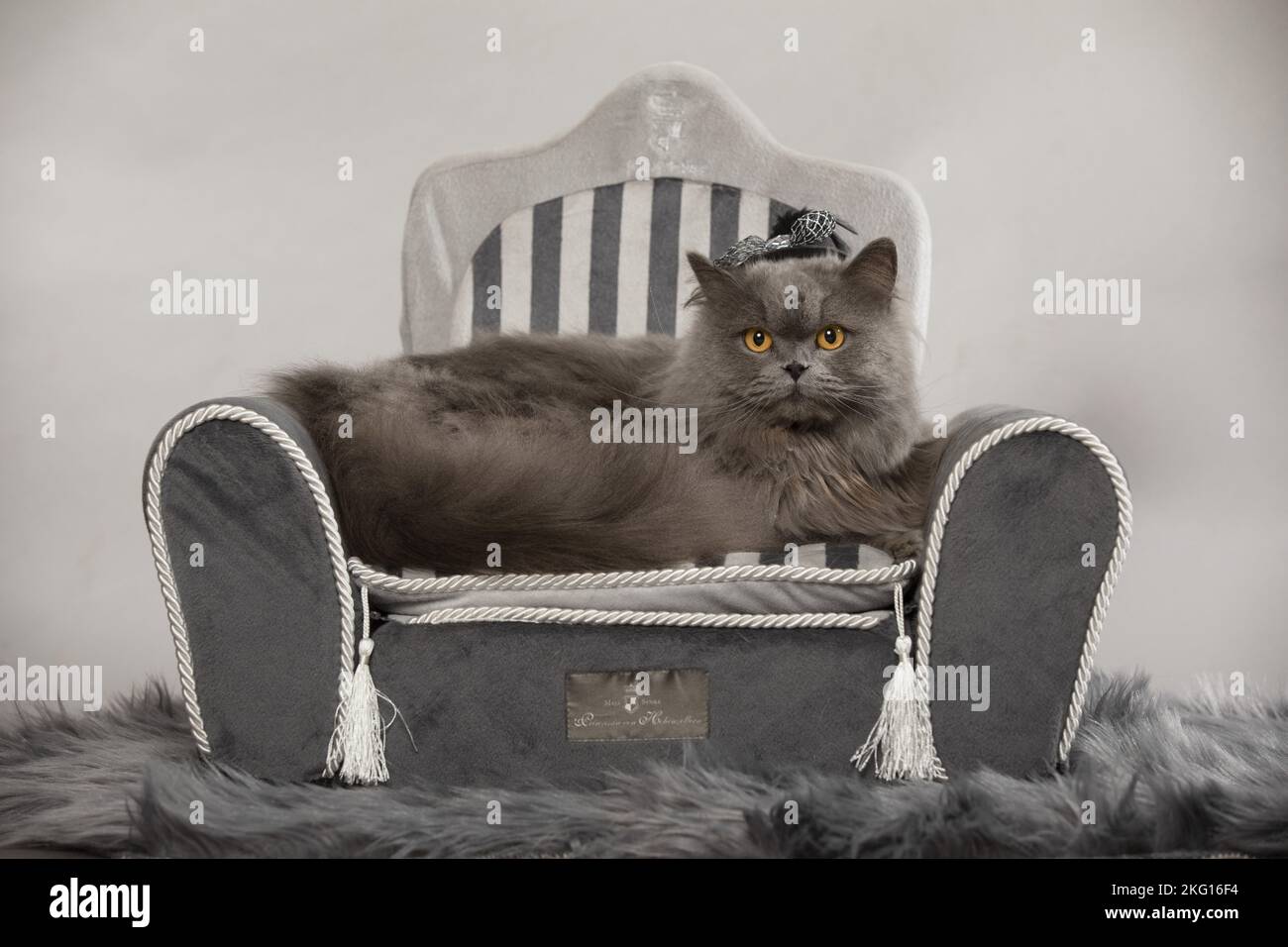 British longhair lies on cat sofa Stock Photo