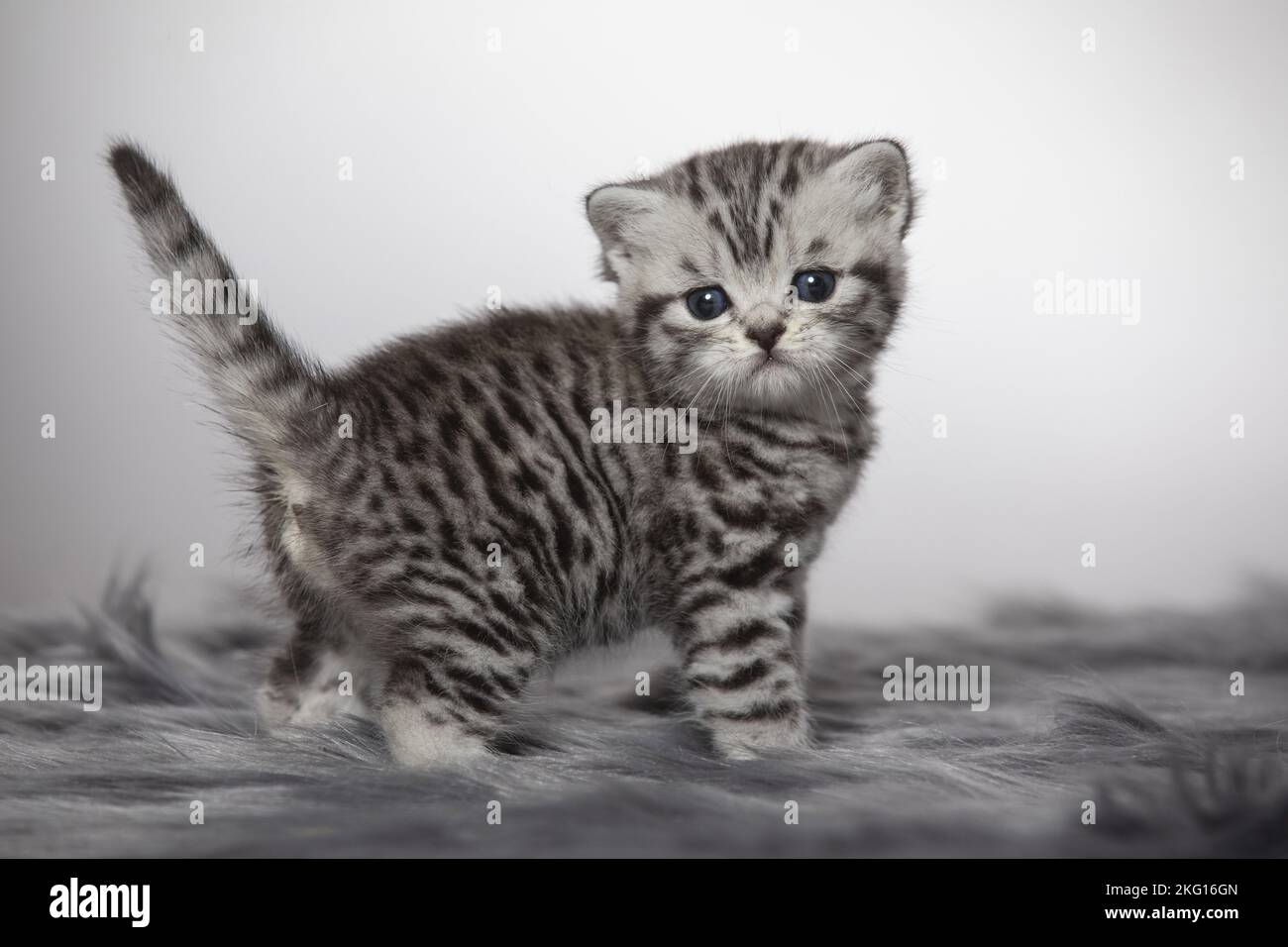 British Shorthait kitten Stock Photo