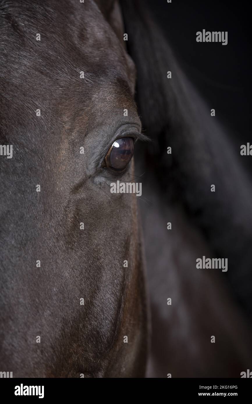 horse eye Stock Photo
