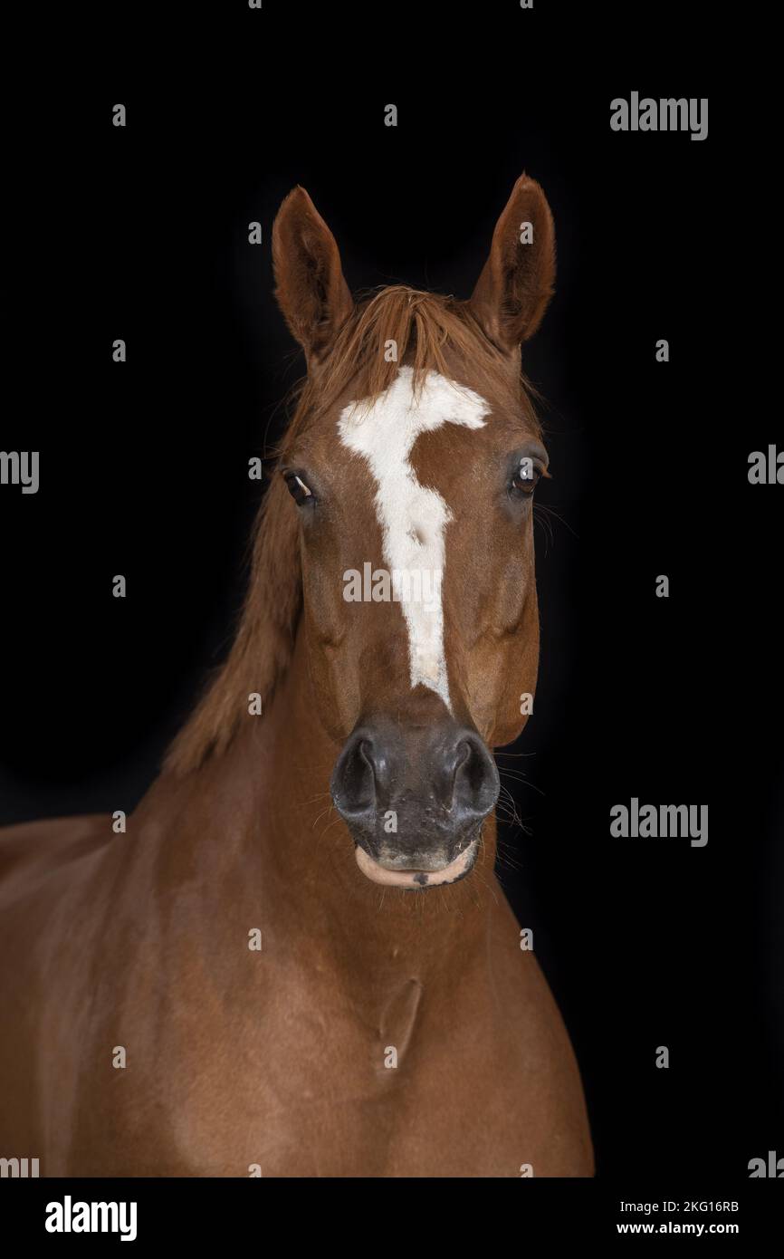 German Sport Horse Portrait Stock Photo
