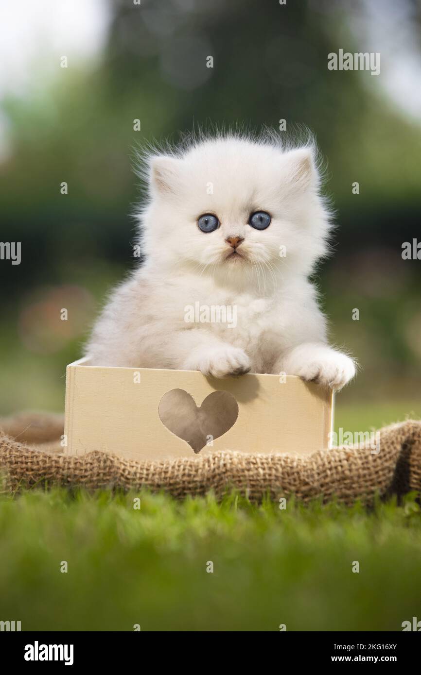 sitting British longhair kitten Stock Photo