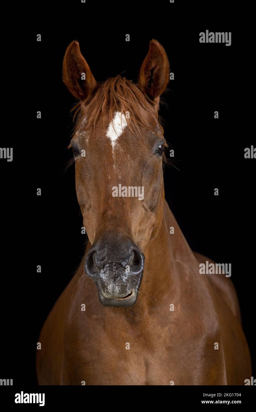 German Sport Horse Portrait Stock Photo