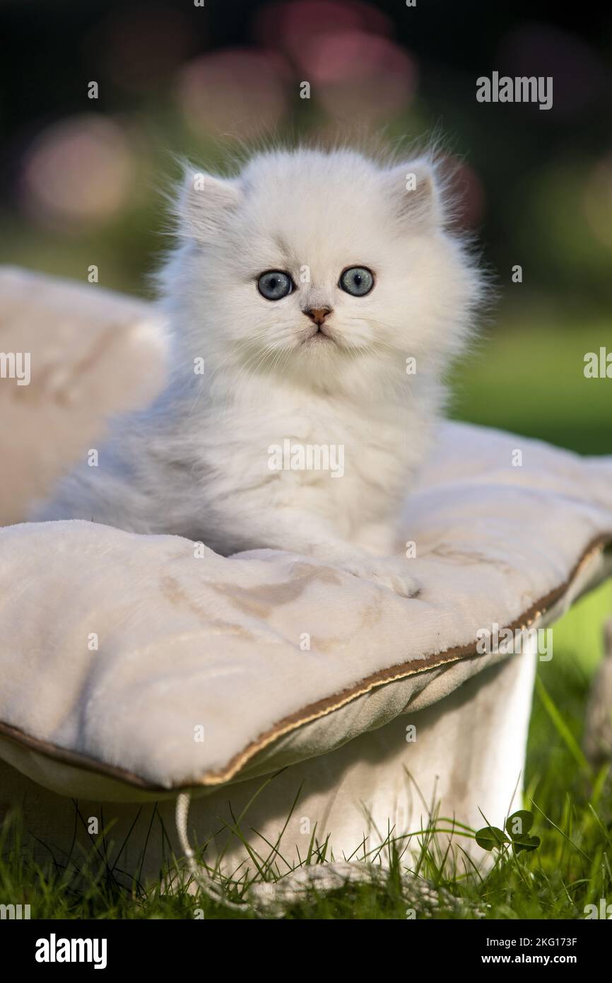 British long-haired kitten in the cat bed Stock Photo