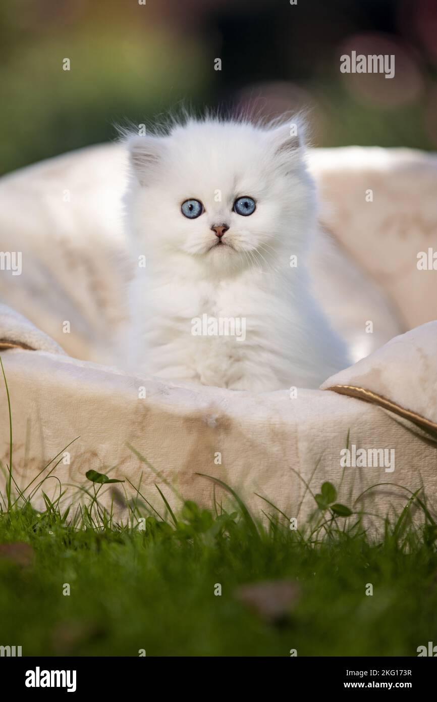 British long-haired kitten in the cat bed Stock Photo