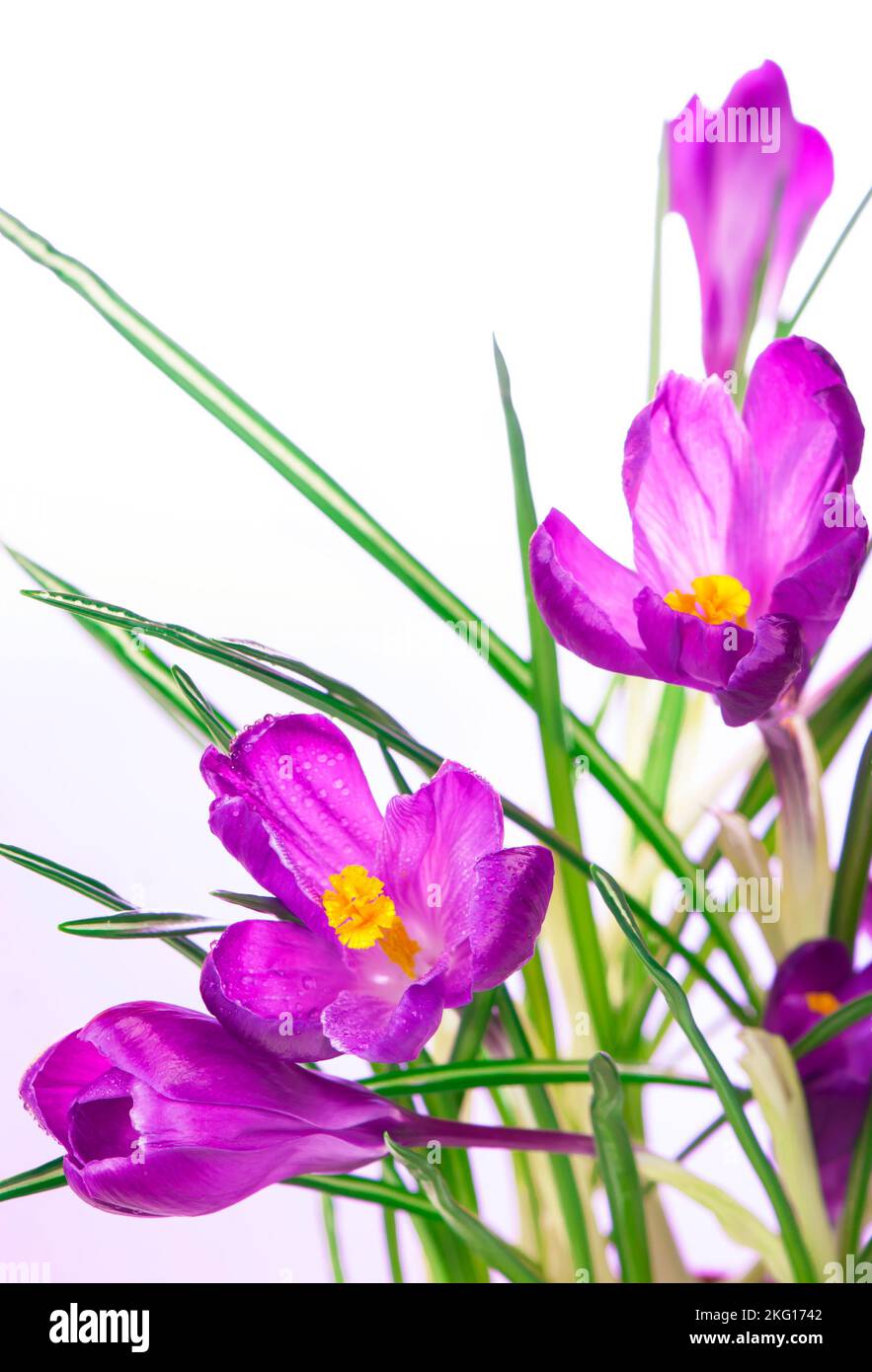 Blue crocuses isolated on hi-res stock photography and images - Alamy