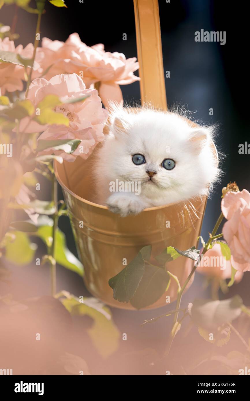 British long-haired kitten between roses Stock Photo