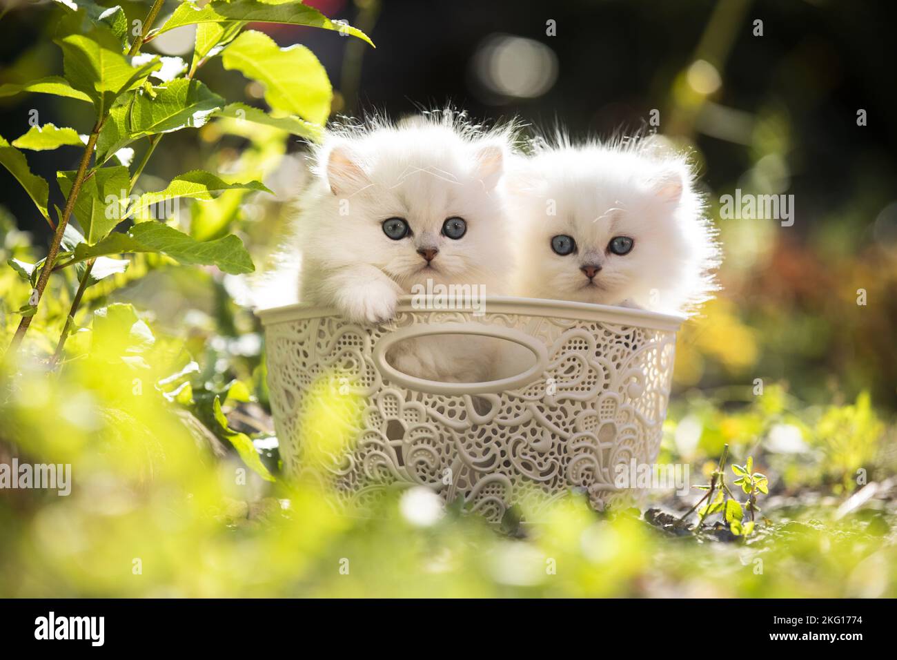 British longhair kittens hi-res stock photography and images - Alamy