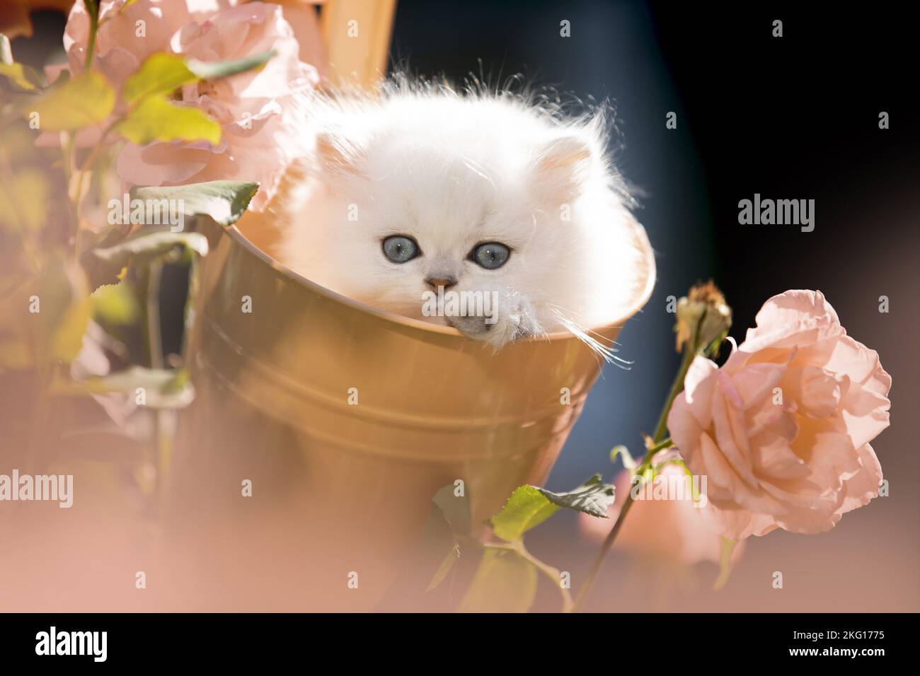 British long-haired kitten between roses Stock Photo