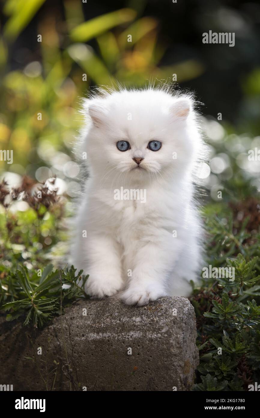 British Longhair kitten Stock Photo