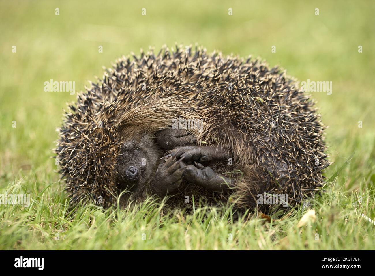 Hedgehog lies in the meadow Stock Photo
