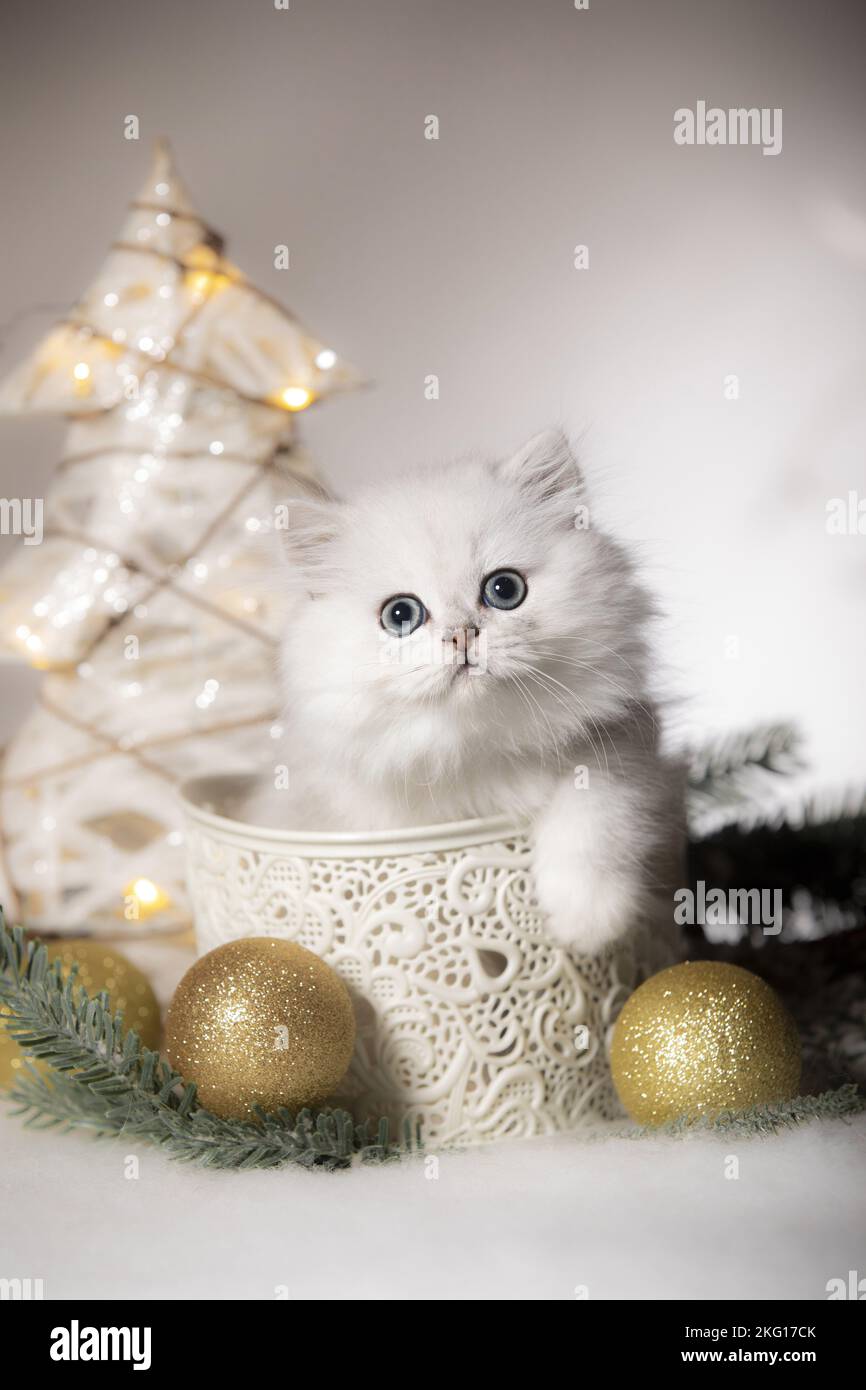 British Longhair Kitten with christmas decoration Stock Photo