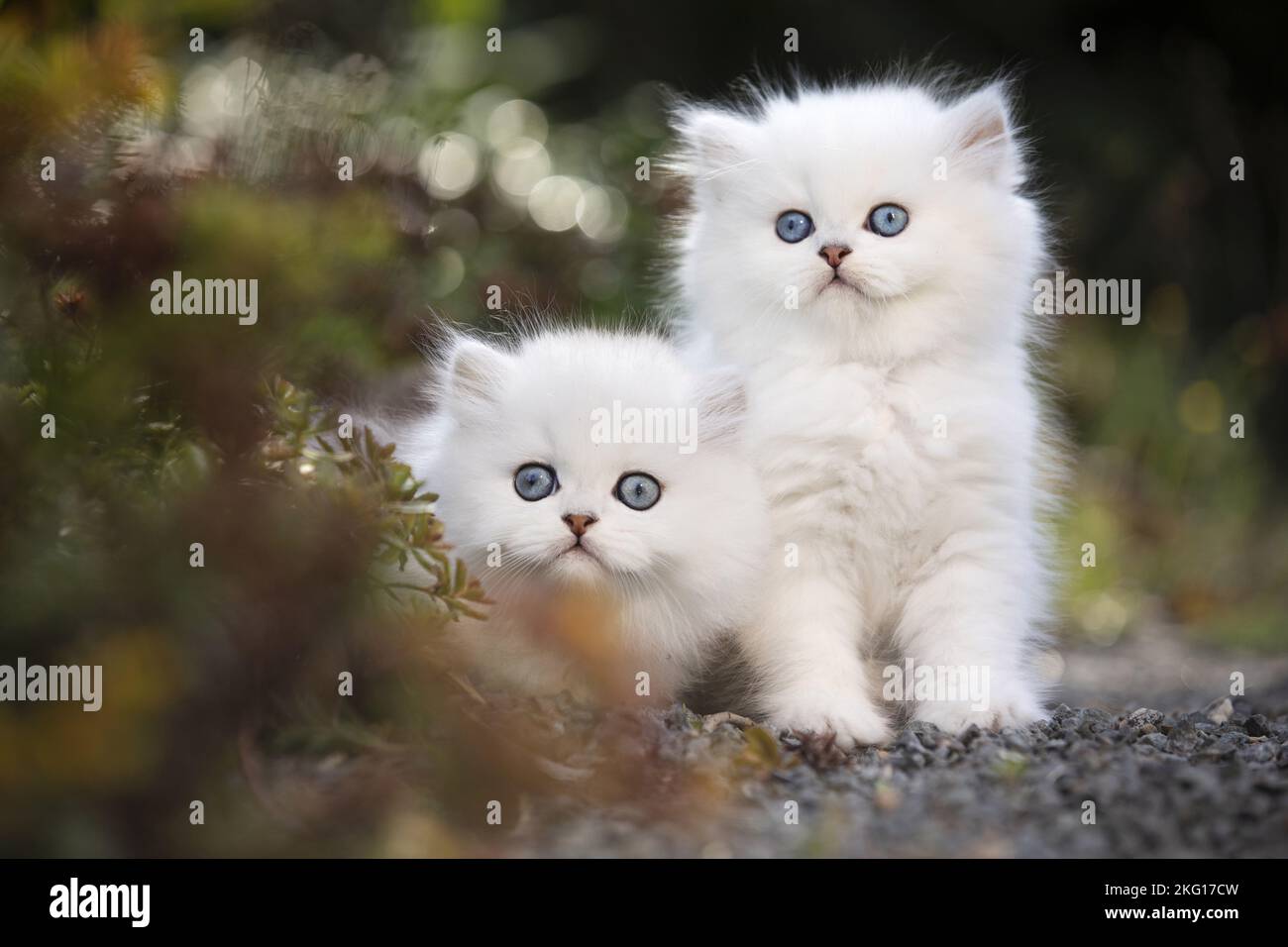 two British Longhair kittens Stock Photo
