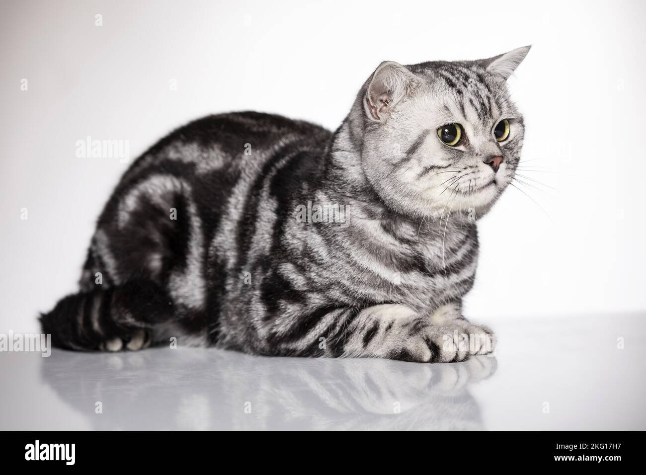 lying British Shorthair Stock Photo