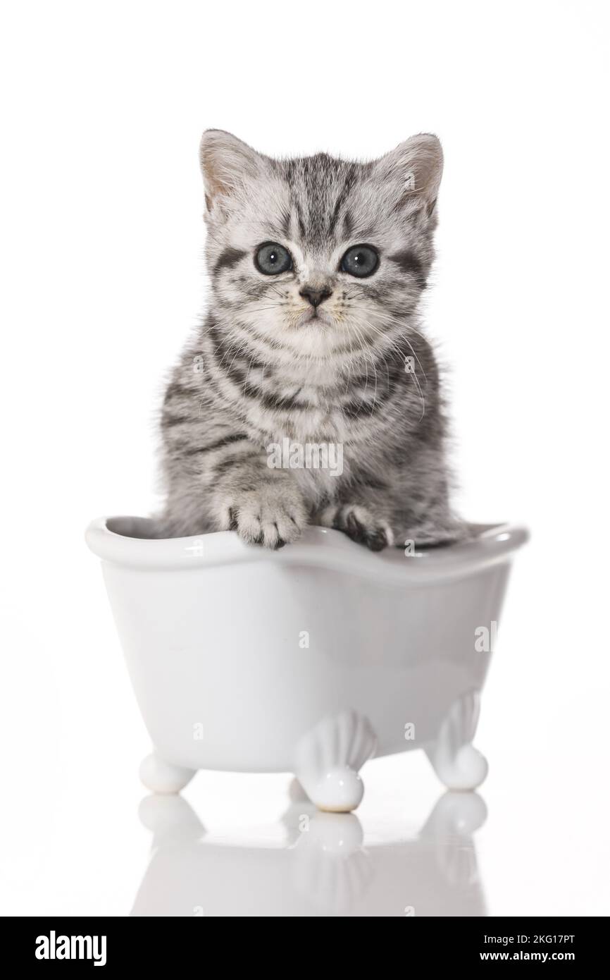 British Shorthair Kitten in the bath Stock Photo