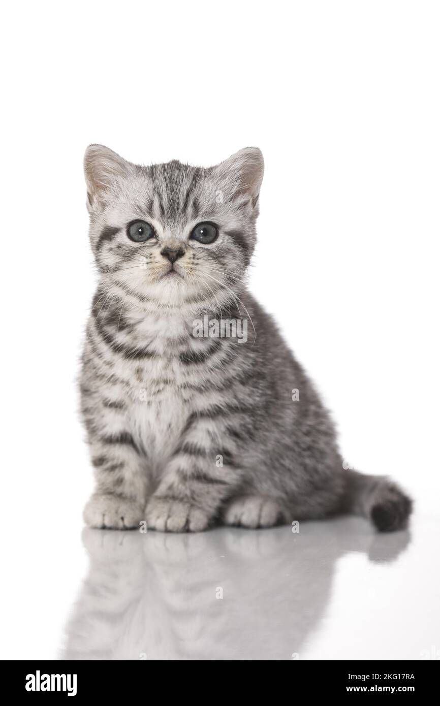 sitting British Shorthair Kitten Stock Photo