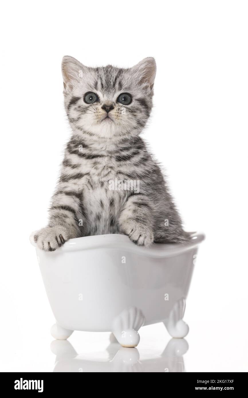 British Shorthair Kitten in the bath Stock Photo Alamy