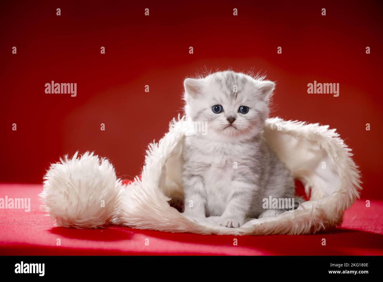 sitting British Shorthait kitten Stock Photo