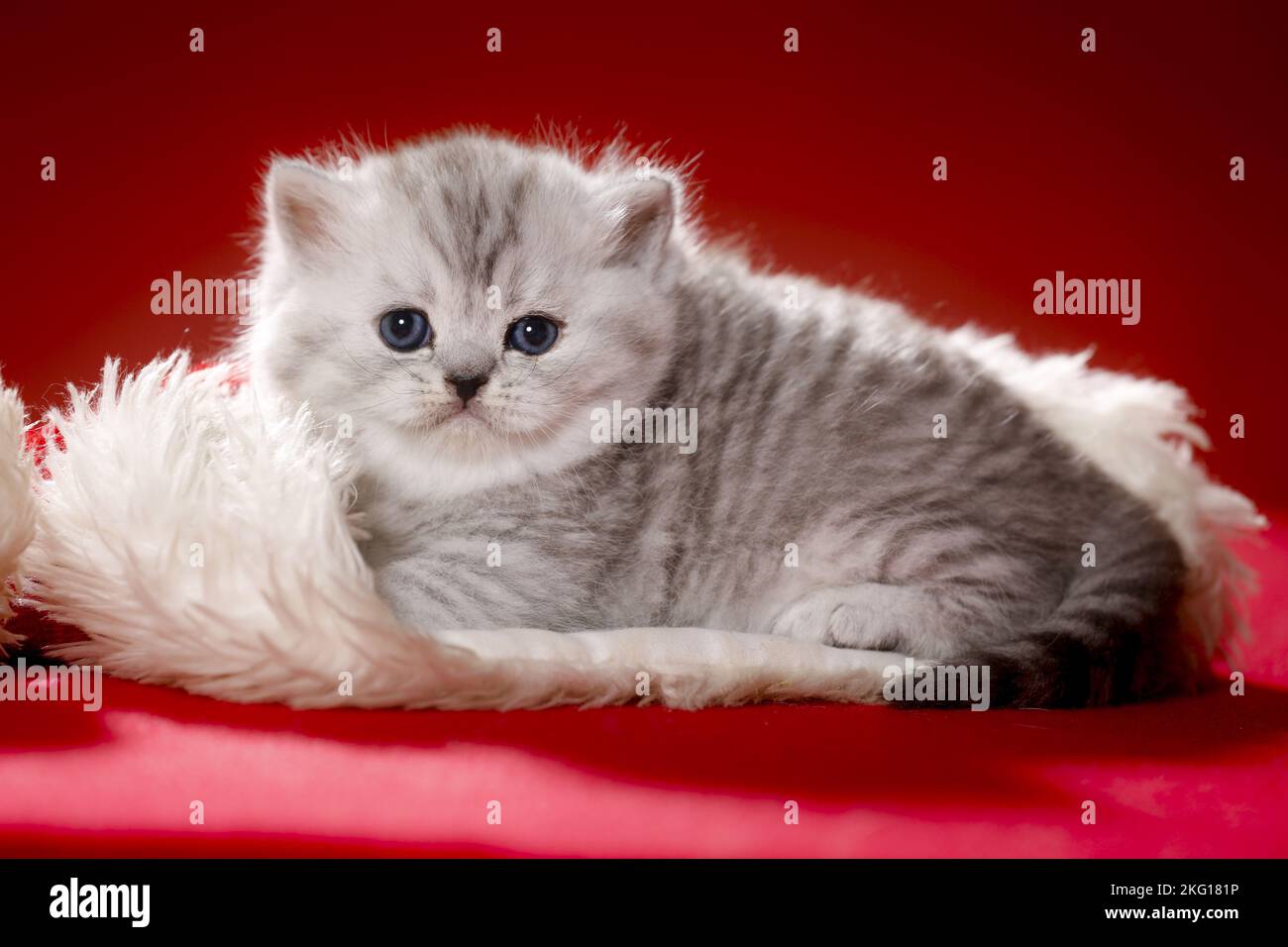lying British Shorthait kitten Stock Photo