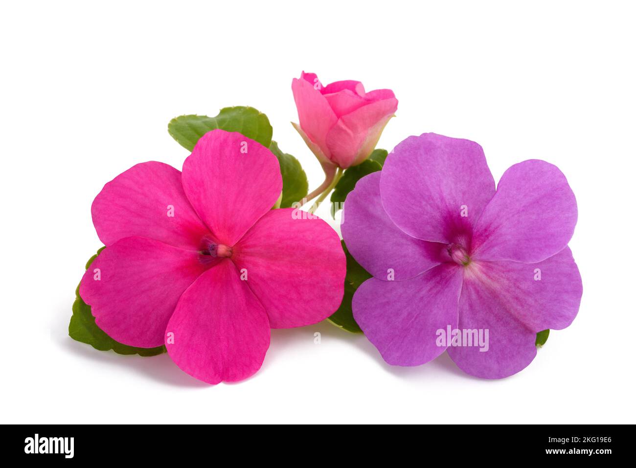 Impatiens flowers isolated on white background Stock Photo