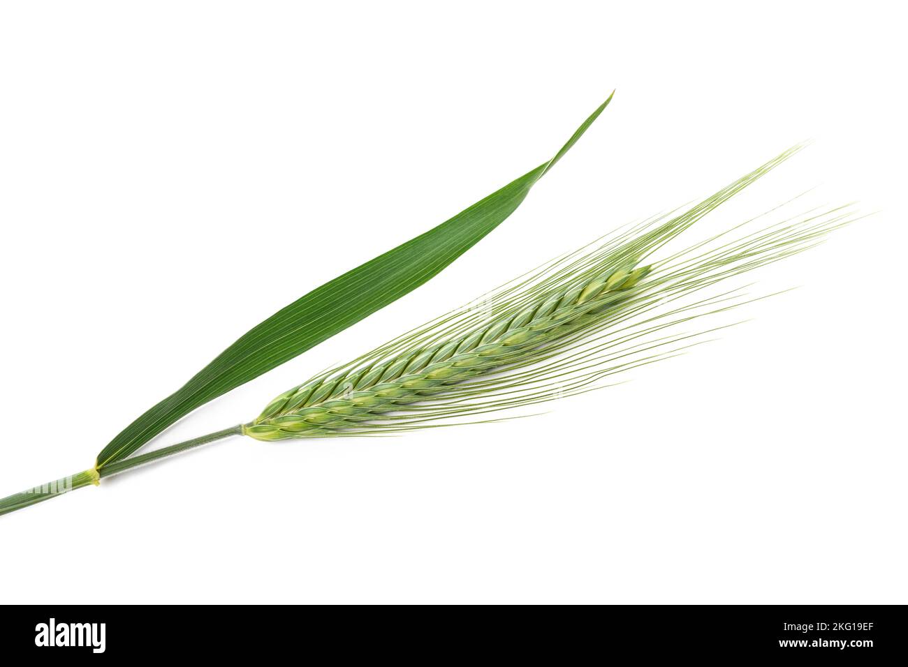 Barley ears isolated on white background Stock Photo - Alamy