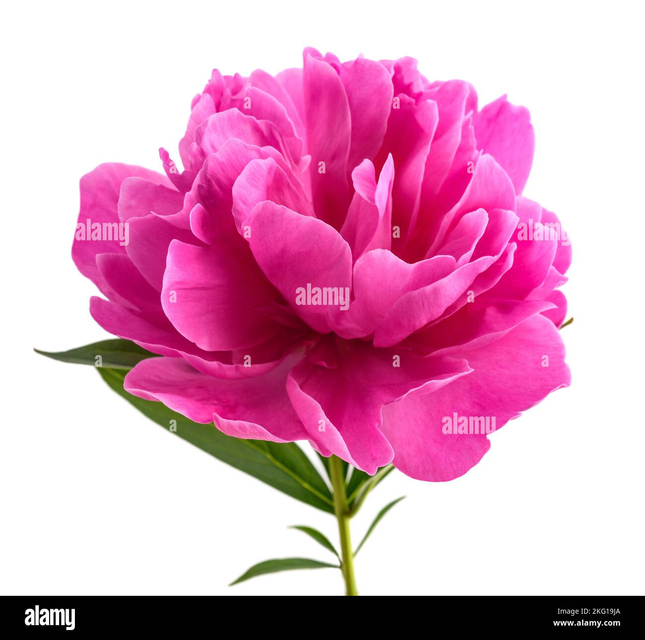Peony flower isolated on white background Stock Photo - Alamy