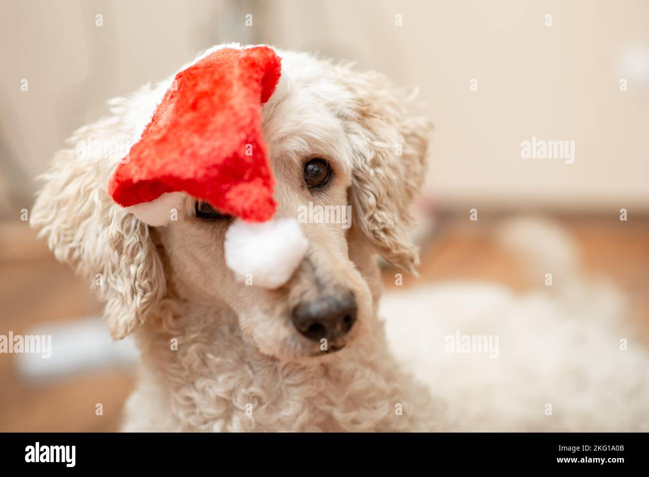 New year dog concept. Royal poodle with santa claus hat Stock Photo - Alamy