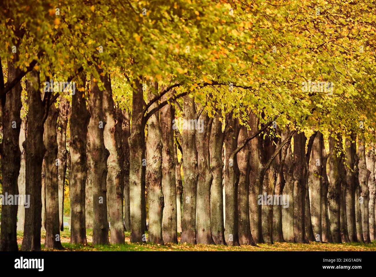 Side view of an avenue of linden trees with trunks close together and a brightly shining canopy of leaves Stock Photo