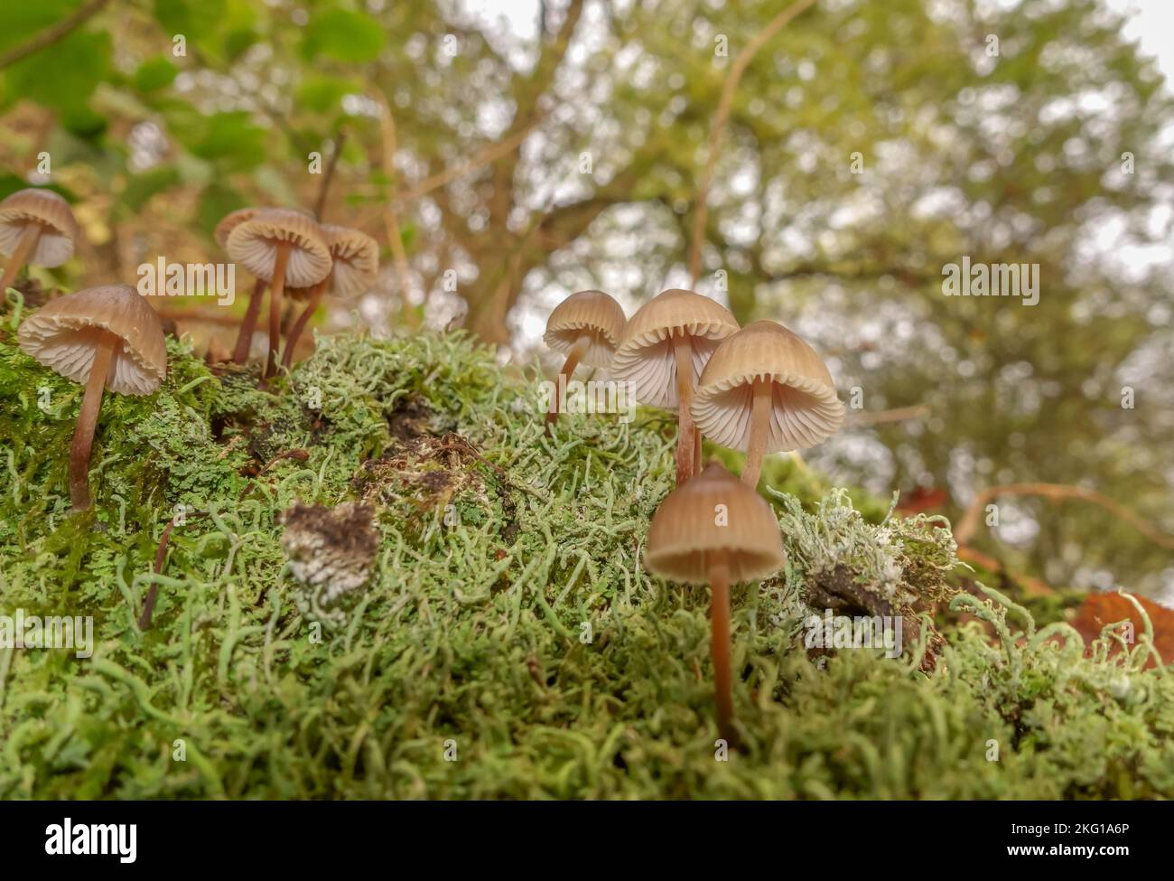 Common bonnet (Mycena galericulata) growing on a nature reseve in the Herefordshire UK countryside. Stock Photo