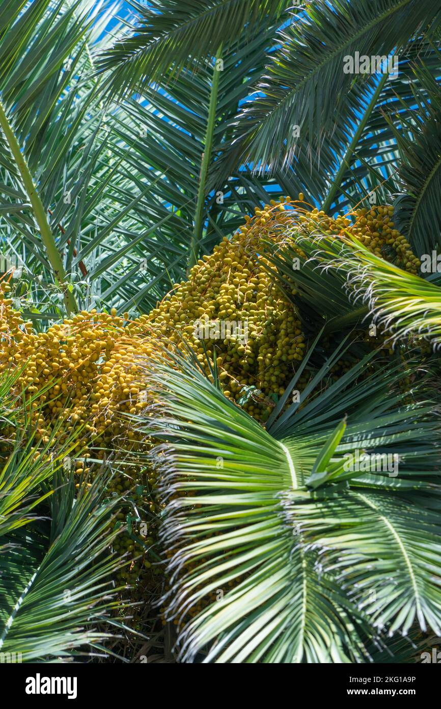 Pindo Palm tree (Butia capitata) ladened with fruit, also known as the Jelly palm. Santa Margherita Ligure Northern Italy. September 2022 Stock Photo