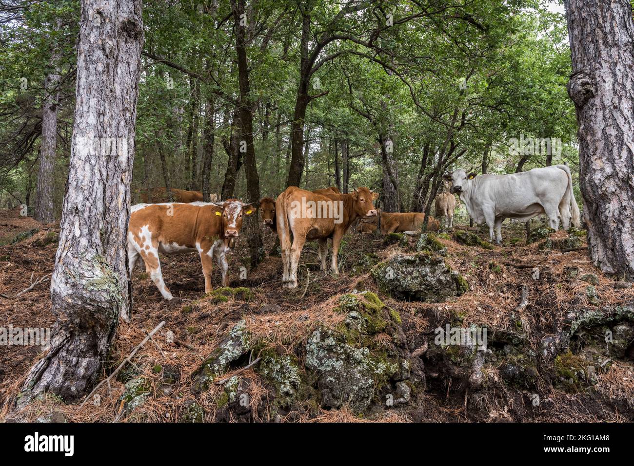 Cattle grazing in the pine forests that cover the upper slopes of Mount Etna, Sicily, Italy Stock Photo