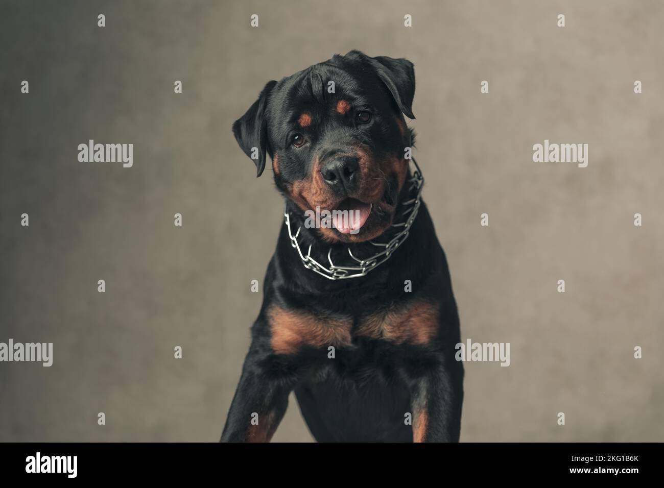 Beige Rottweiler lovely rottweiler puppy with collar looking away, holding tongue out ...
