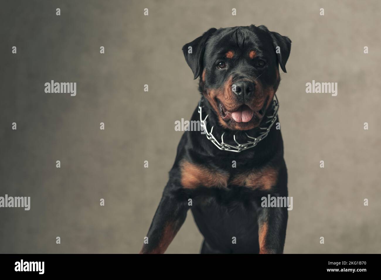 Beige Rottweiler happy rottweiler dog with tongue out panting, wearing collar and ...