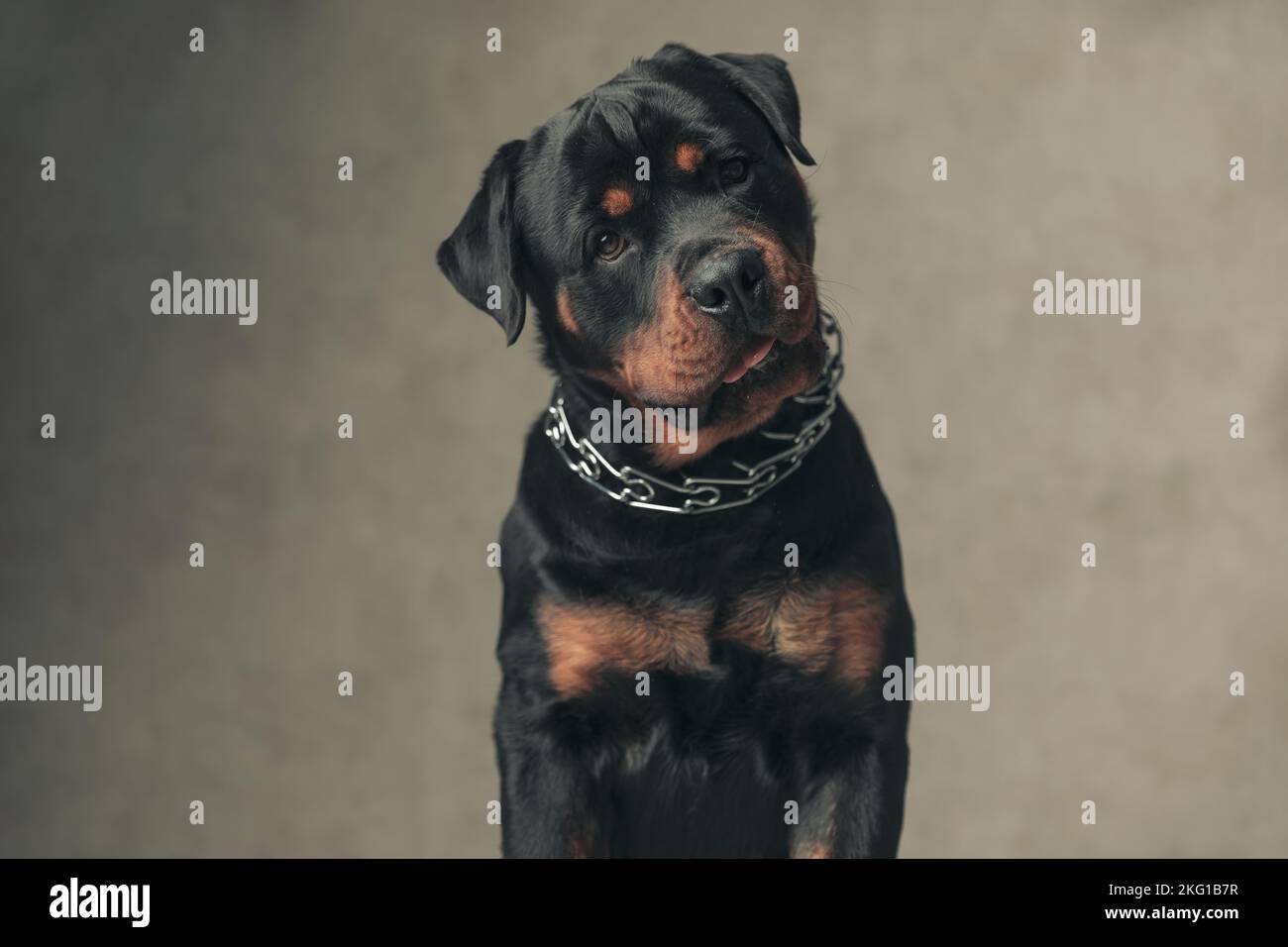 funny rottweiler dog with collar holding tongue out and panting while sitting and posing with