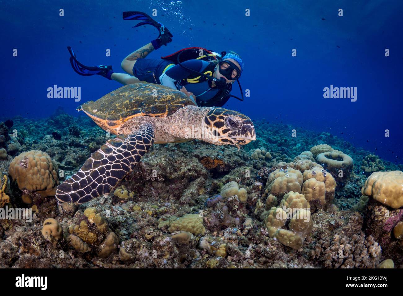 Shell Diver Turtle Turtle png hi-res stock photography and images - Alamy