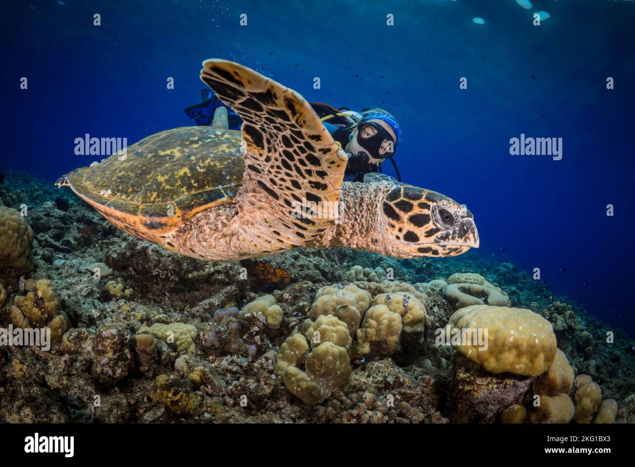 Shell Diver Turtle Turtle png hi-res stock photography and images - Alamy