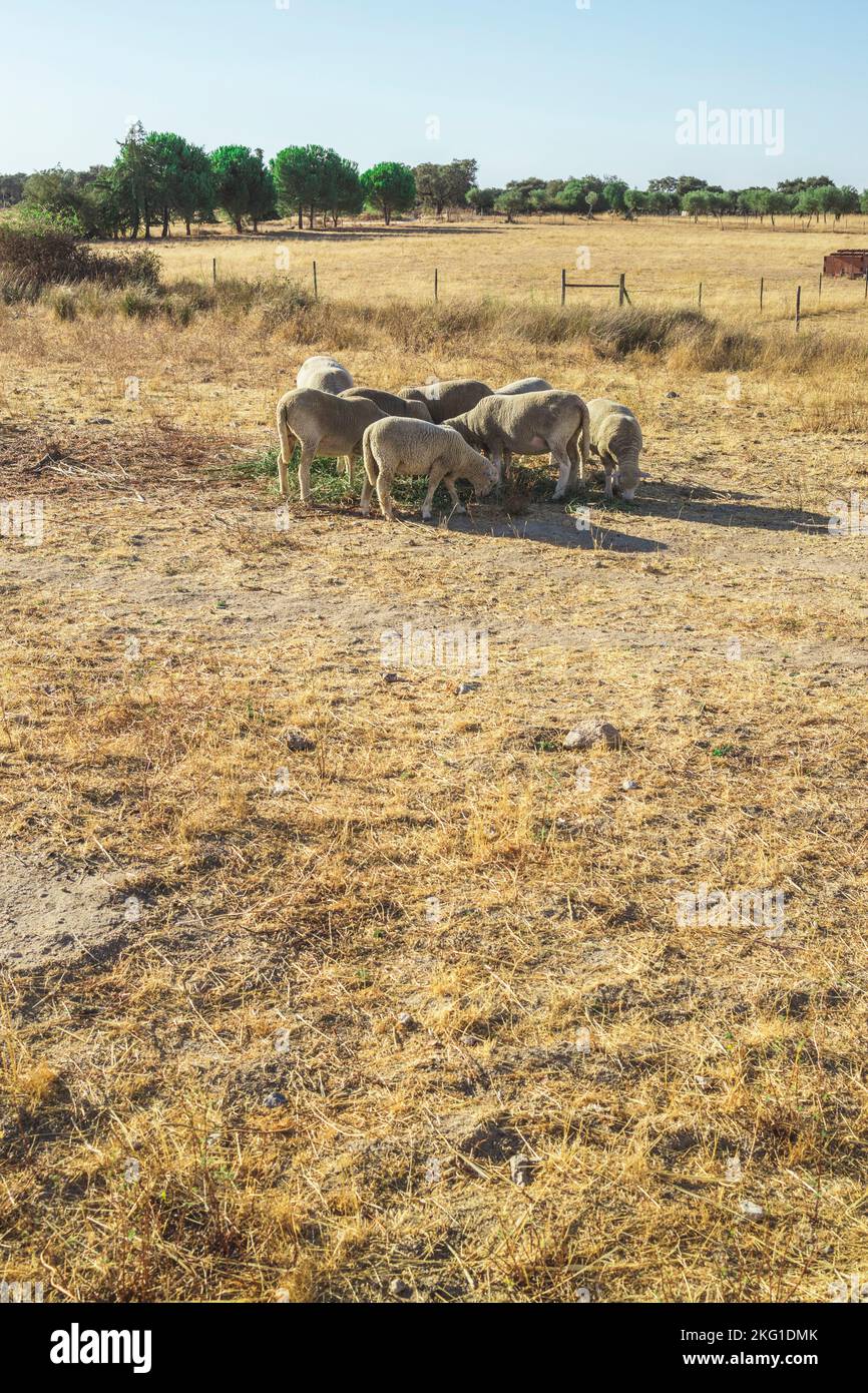 Flock of sheep in a grazing in a field of dry grass on a hot summer day Stock Photo
