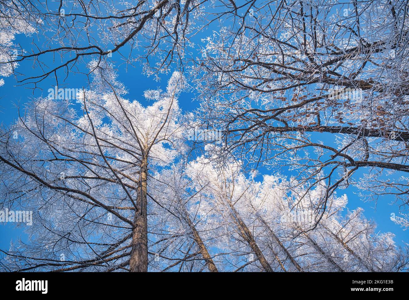 Road Lined with Rime Ice Trees Stock Photo