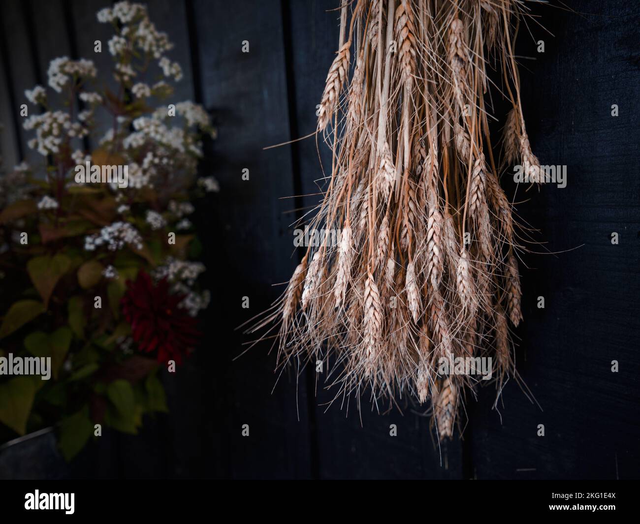 Dried wheat hi-res stock photography and images - Alamy