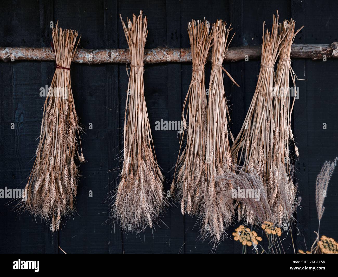 Dried wheat hi-res stock photography and images - Alamy