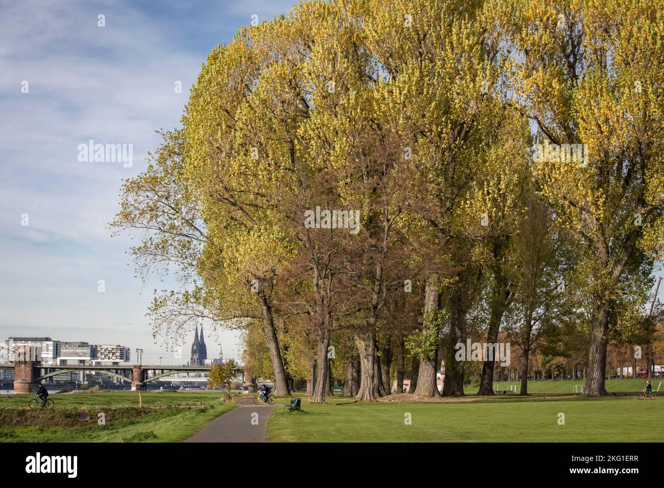autumn poplars on the banks of the Rhine in the district of Poll, view to the cathedral, Cologne, Germany. herbstliche Pappeln am Rheinufer in Stadtte Stock Photo