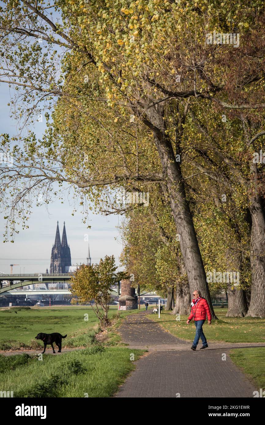 autumn poplars on the banks of the Rhine in the district of Poll, view to the cathedral, Cologne, Germany. herbstliche Pappeln am Rheinufer in Stadtte Stock Photo