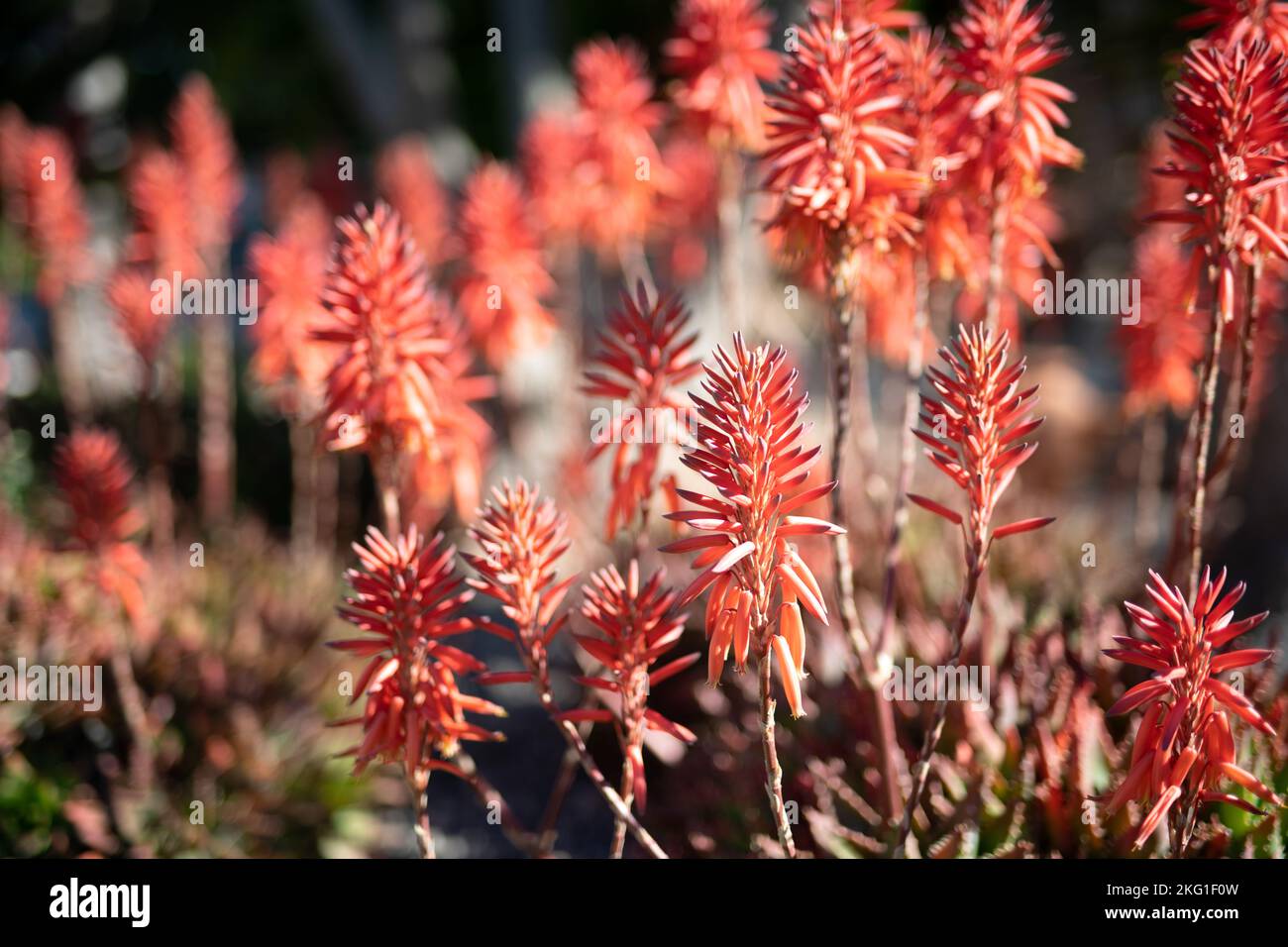 Red conical flowers of the flowering succulent, Candelabra aloe Stock