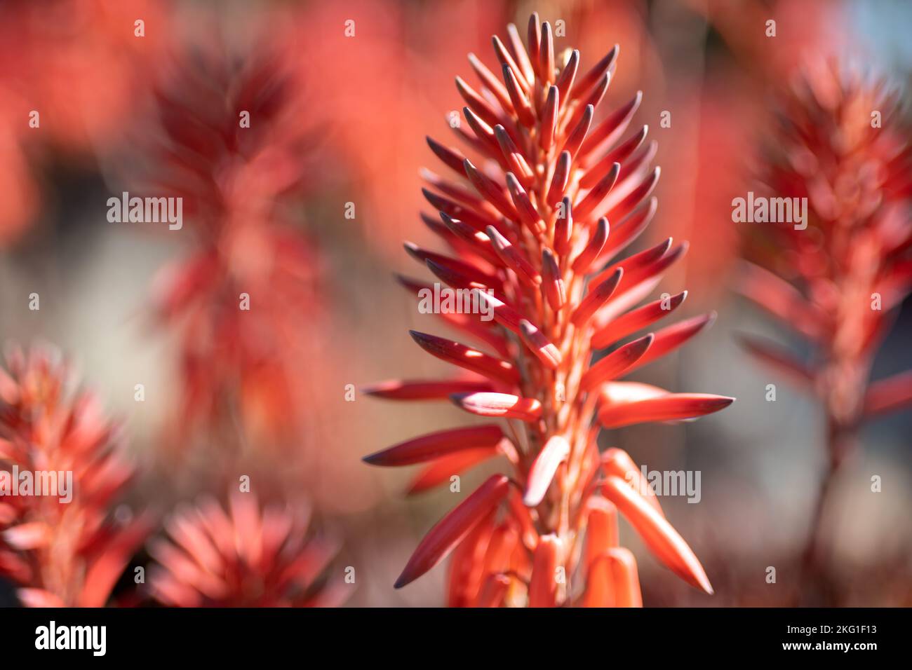 Red conical flowers of the flowering succulent, Candelabra aloe Stock ...